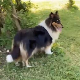 Jinx - Collie