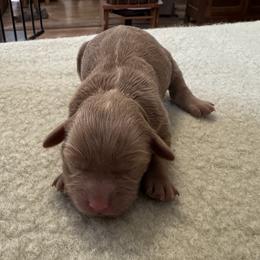 Fay - Buff and white female Cockapoo puppy in Sheridan, Missouri from Shepherdsfold’s Cockapoos