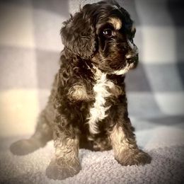 Bernedoodle Puppies from Starlight Bernedoodles