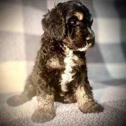 Bernedoodle Puppies from Starlight Bernedoodles