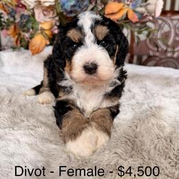 Divot - Tri-color female Bernedoodle puppy in Royse City, Texas from Platinum Bernedoodles of Texas