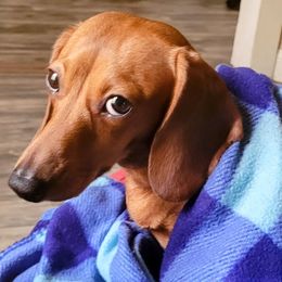 Carolina - Dachshund