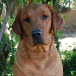 Labrador Retriever All Grown Up from Daisy Mountain Labs