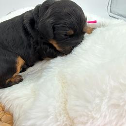 Rizzo (Pink) - Black and tan female Cavapoo puppy in Georgetown, Texas from Mc Doodles of Texas LLC