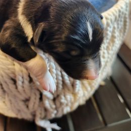 Boy 2 - male Border Collie puppy in New Oxford, Pennsylvania from The Weekend Farm