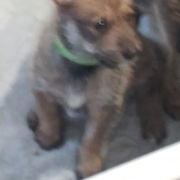Berger Picard Puppies from Touche Rose