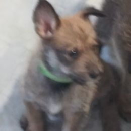 Berger Picard Puppies from Touche Rose