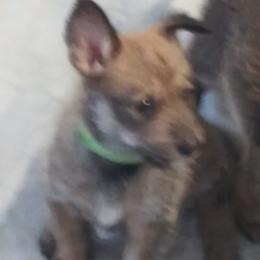 Berger Picard Puppies from Touche Rose