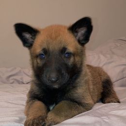 Belgian Malinois and Working Cross Puppies from L G Kennels