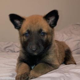 Belgian Malinois and Working Cross Puppies from L G Kennels