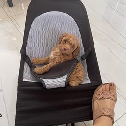 Poodle Puppies from Red toy poodles