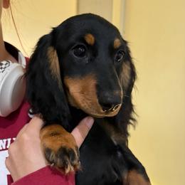 Ranger - Black and tan male Dachshund puppy in Shawnee, Oklahoma from Magic Eagle Miniature Dachshunds