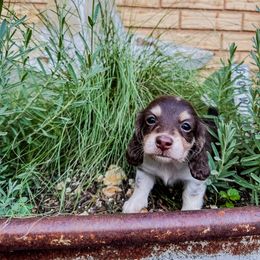 Minnie - Dachshund puppy from 4-L Backyard Dach
