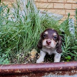 Minnie - Dachshund puppy from 4-L Backyard Dach