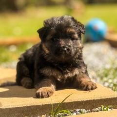 3 - Black and red male German Shepherd puppy in Pickens, South Carolina from Von Maqqedah Haus German Shepherds