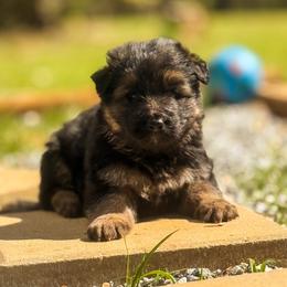 3 - Black and red male German Shepherd puppy in Pickens, South Carolina from Von Maqqedah Haus German Shepherds