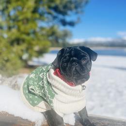 Dior - Pug
