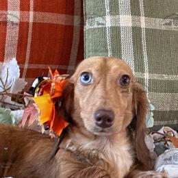 Delish - Dapple female Dachshund puppy in Sparr, Florida from From the Heart Doxies