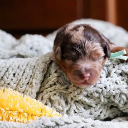 Reese - Red merle Aussiedoodle puppy in Mouth Of Wilson, Virginia from HoneyBunn Doodle Co.