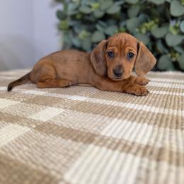 Dachshund puppies from Wood's French bulldogs & Dachshund Pups