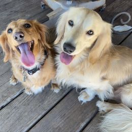 Dachshund puppies from Whitesboro Dachshund