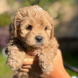 Goldie - Cream female Maltipoo puppy in Chattanooga, Tennessee from Joy-fur puppies