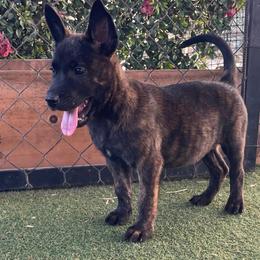 Boy 4 - Black brindle male Dutch Shepherd puppy in San Diego, California from TecK9s