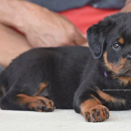 Big Strong Beauty - Black and mahogany female Rottweiler puppy in Bulverde, Texas from River City Rottweilers