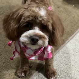 Rosie - Cockapoo
