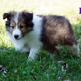 Lilly - Mahogany Sable Girl - Sable and white female Shetland Sheepdog puppy in Frazeysburg, Ohio from Mountain High Kennels