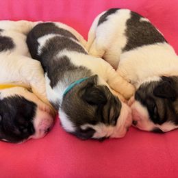Girl puppy - one of the three will be available. - White and brown female Pyrenean Mastiff puppy in Hillsboro, Virginia from Bella Dulce