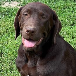 Hope - Labrador Retriever