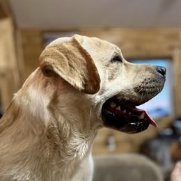 Taurus - Labrador Retriever
