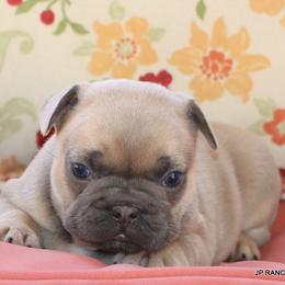 Bonnie - Blue fawn female French Bulldog puppy in Winnsboro, Texas from JP Ranch Bulldogs