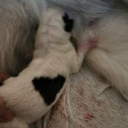 Siberian Husky Puppies from Royal Siberian AKC Huskies