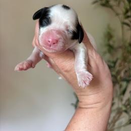 Perdy - Black and white female Cavapoo puppy in Cherryville, North Carolina from Mercy Doodles