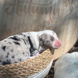 Polar - Blue merle male Australian Shepherd puppy in Orlando, Florida from Skaky Shepherds