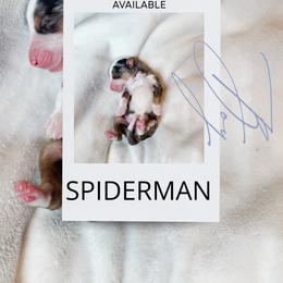 Spider-Man - Blue merle male Bernedoodle puppy in Jackson, Missouri from Pincksten Family Doodles