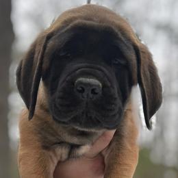 Girl 2 - Mastiff puppy in Frederic, Michigan from ACM Mastiffs