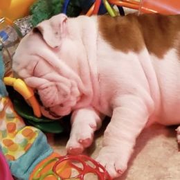 Bulldogs from Big D's