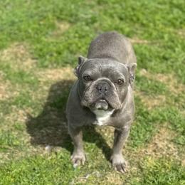 Fionna - French Bulldog