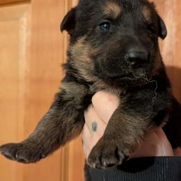 BOY 1 - Bi-color male German Shepherd puppy in Bennington, Vermont from Vom Eichenhain GSD's