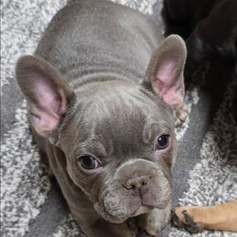 Phoenix - Tricolors female French Bulldog puppy in Yellowstone County, Montana from JNS Frenchies
