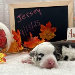 Jersey - Blue merle and white female Cardigan Welsh Corgi puppy in Crystal River, Florida from Coopers Korner