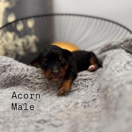 Acorn - Phantom male Bernedoodle puppy in Ocala, Florida from Bernedoodles of Florida