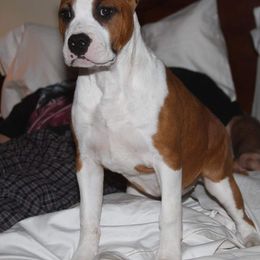 American Staffordshire Terrier Puppies from Diane Guilmette