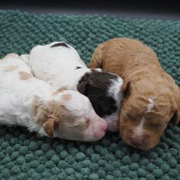 Orange boy - Orange male Lagotto Romagnolo puppy in Lake City, Michigan from Michigan Lagotto