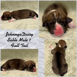 Pembroke Welsh Corgi Puppies from Rising JM Pembrokes