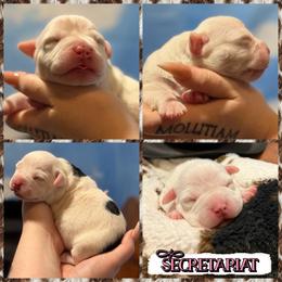 Secretariat - Black tri-color female American Bully puppy in Princeton, Texas from District 12 Kennels