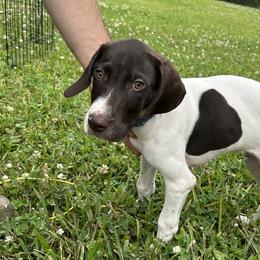 Boy 6 - White and liver German Shorthaired Pointer puppy in Jacksonville, Florida from Good-Times K9